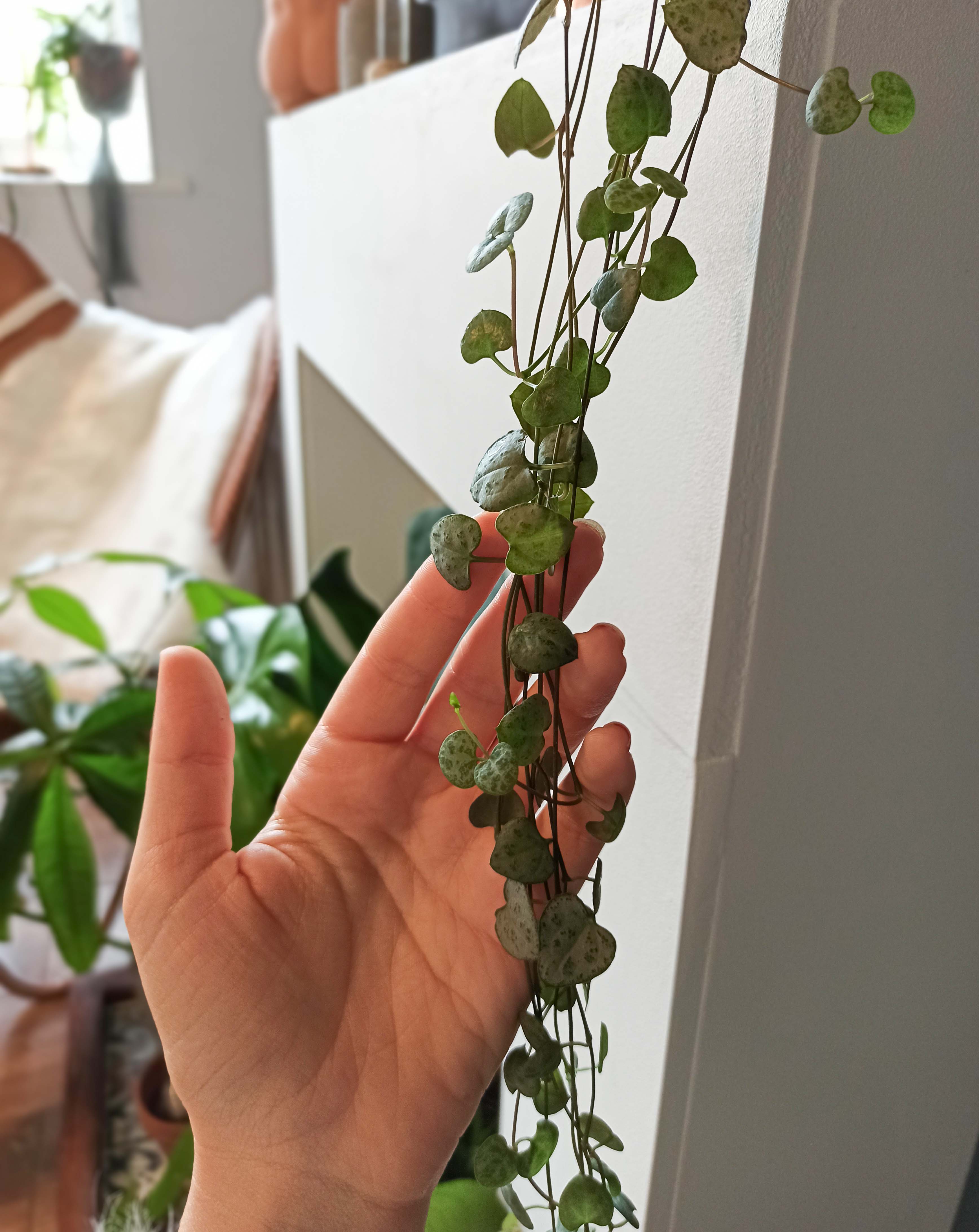 How do you take care of a String of Hearts?