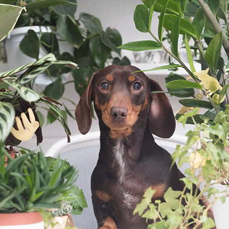 Playful products, plants and pups 