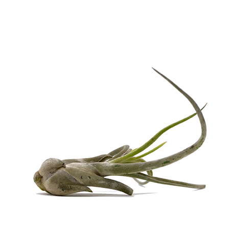How to care for airplants
