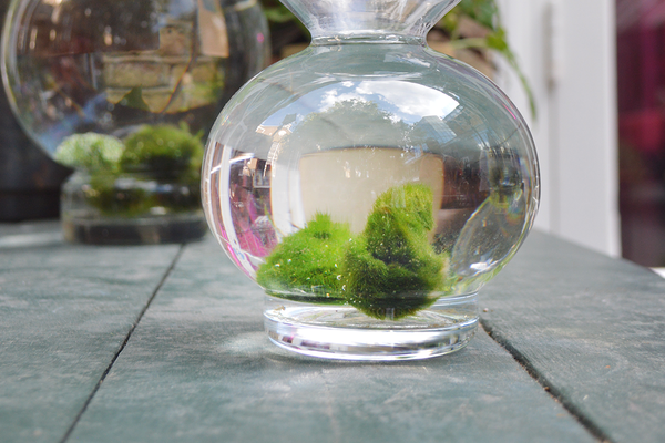 Marimo Balls: The Perfect Indoor Water Garden