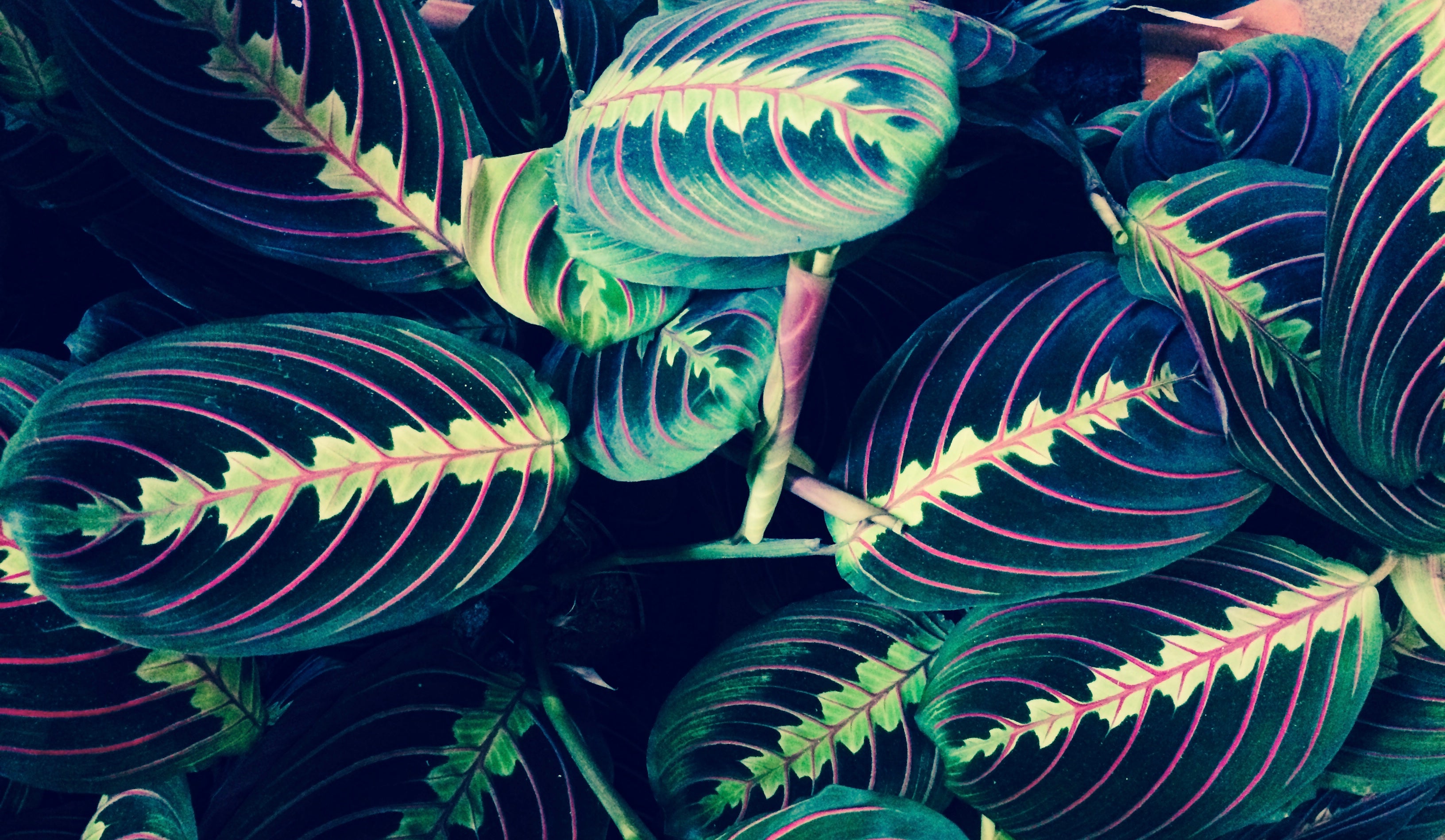 Maranta Plant shop Shoreditch Bricklane Cuemars