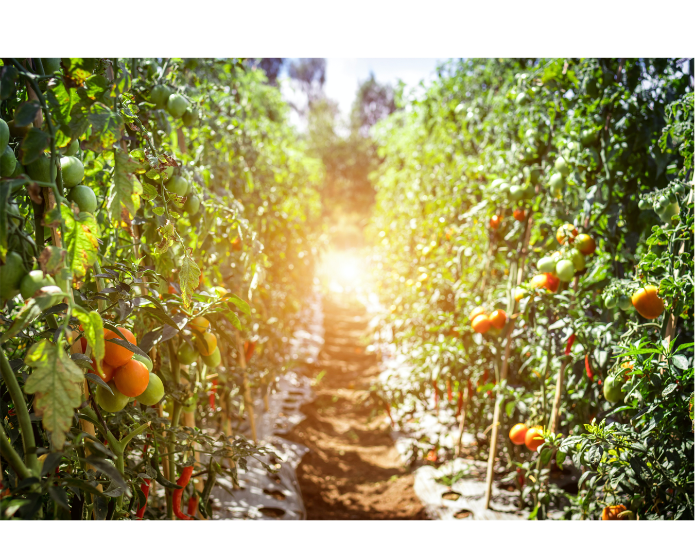 Organic September: 6 ways of helping the planet!