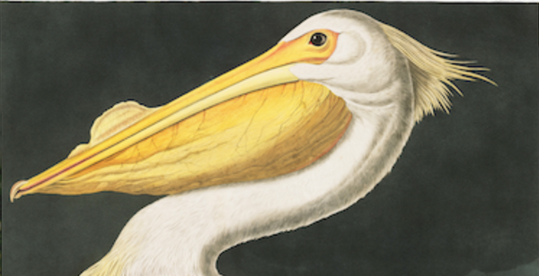 Pelican bird print cuemars