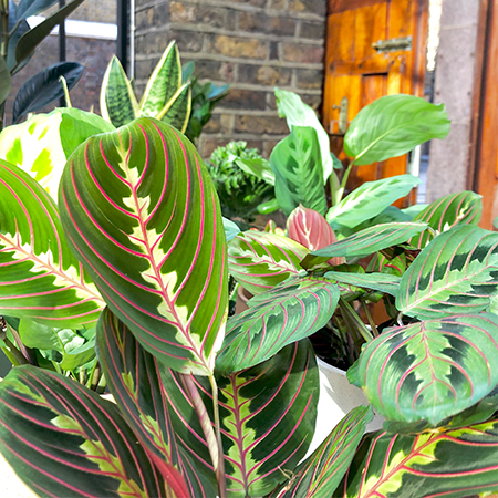 How to care for prayer plants