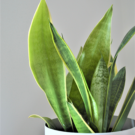 How to care for snake plants