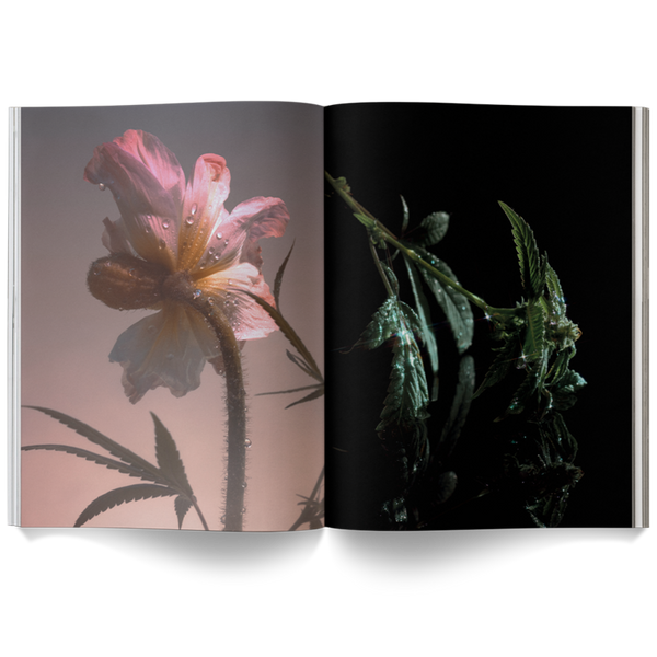 a weed is a flower photography book by Broccoli magazine, available at cuemars.com
