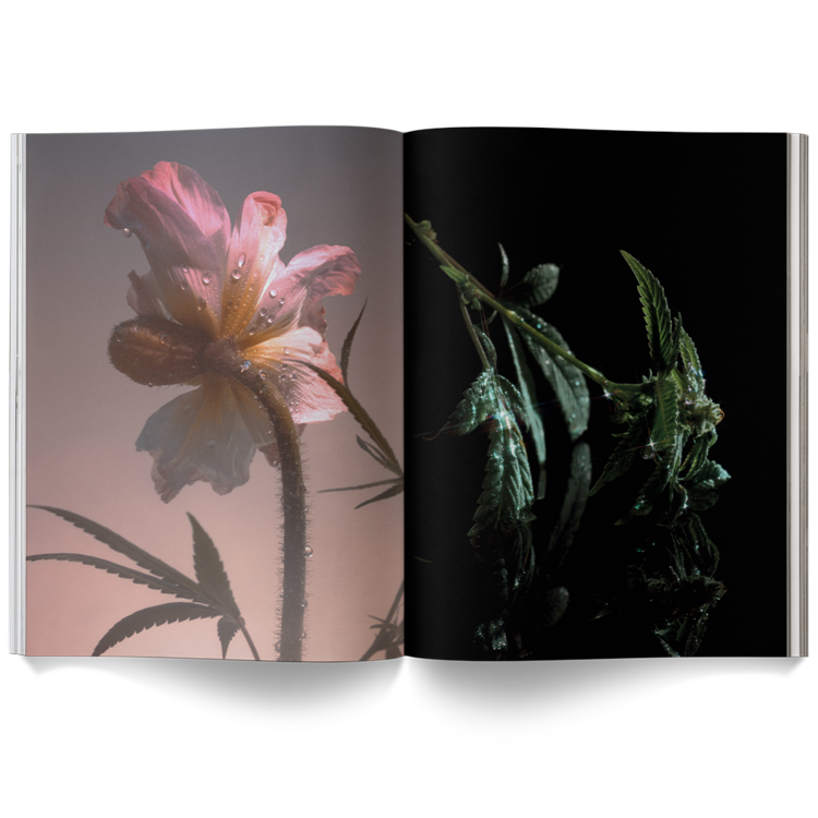 a weed is a flower photography book by Broccoli magazine, available at cuemars.com