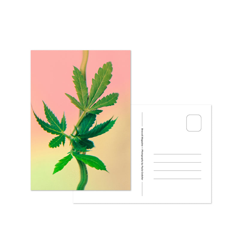 postcard featuring cannabis flowers and leaves by the US based Broccoli Magazine. Available at www.cuemars.com