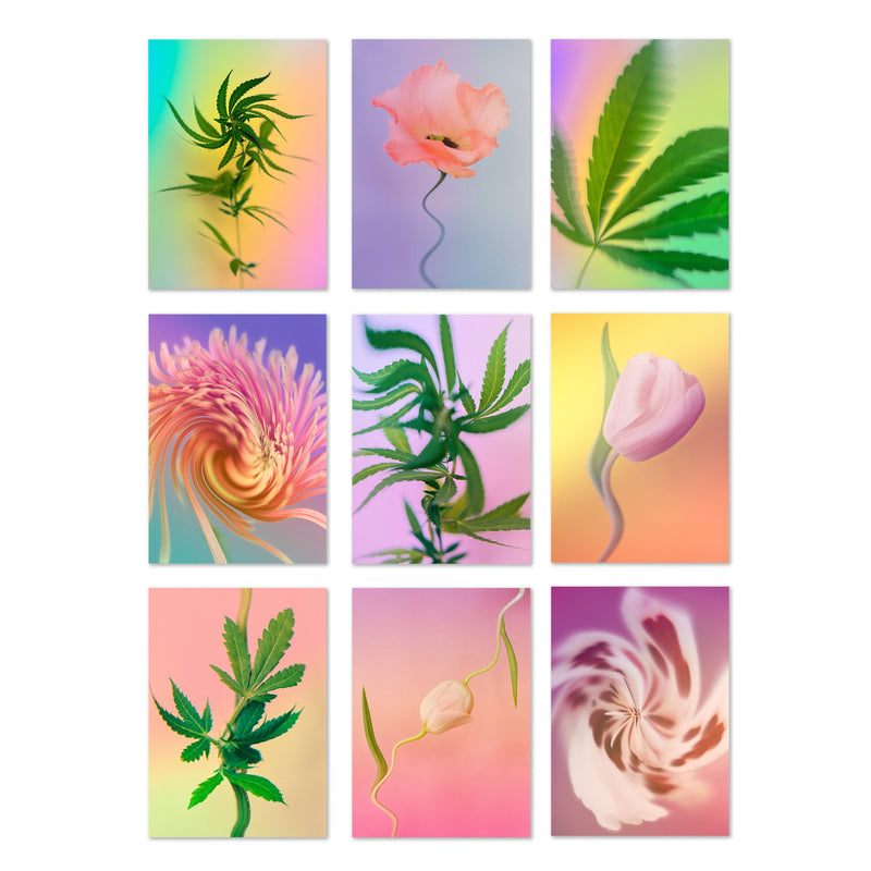 9 postcards featuring cannabis flowers and leaves by the US based Broccoli Magazine. Available at www.cuemars.com